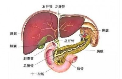 倪海厦：预防慢性肝炎、乙肝、丙肝基础方