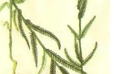 倪海厦神农本草经蓍实