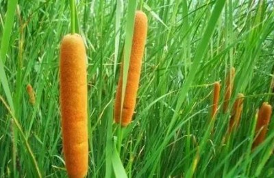 倪海厦神农本草经蒲黄香蒲